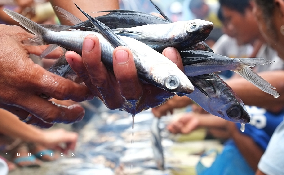 Bangsi Festival in Maitum, Sarangani My Mindanao Mindanao Travels