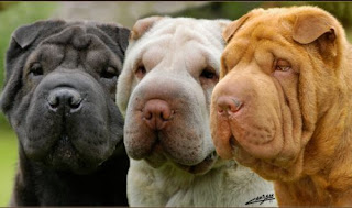 Acerca del perro Shar Pei Acerca del perro Shar Pei