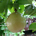 Inilah Dia Buah Markisa
