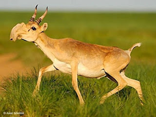 Una especie de antilopes desaparecera en semanas mueren 85000 en dias