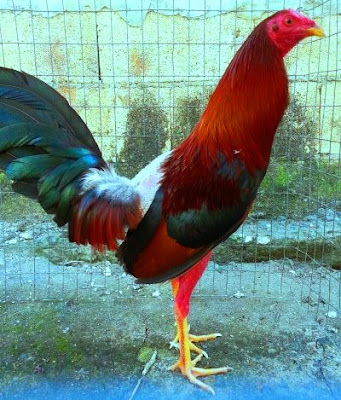 gallo dominicano
