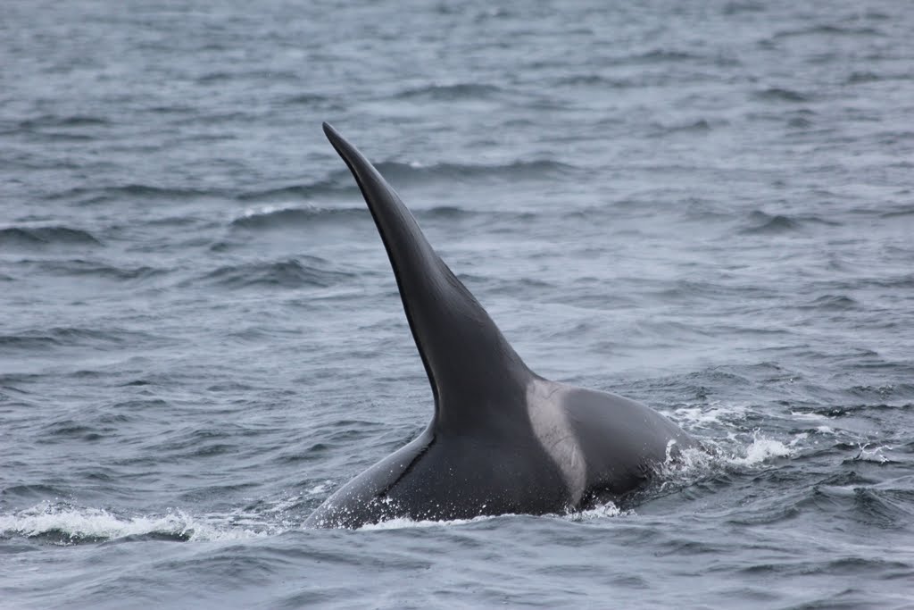 Ron Bury's Wildlife Famous killer whale from 1977 never left the