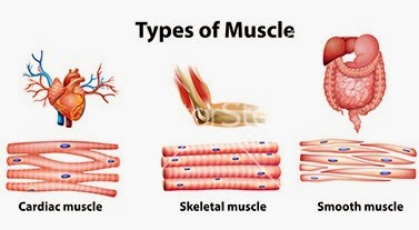introduction to movement and locomotion types of muscles skeleton