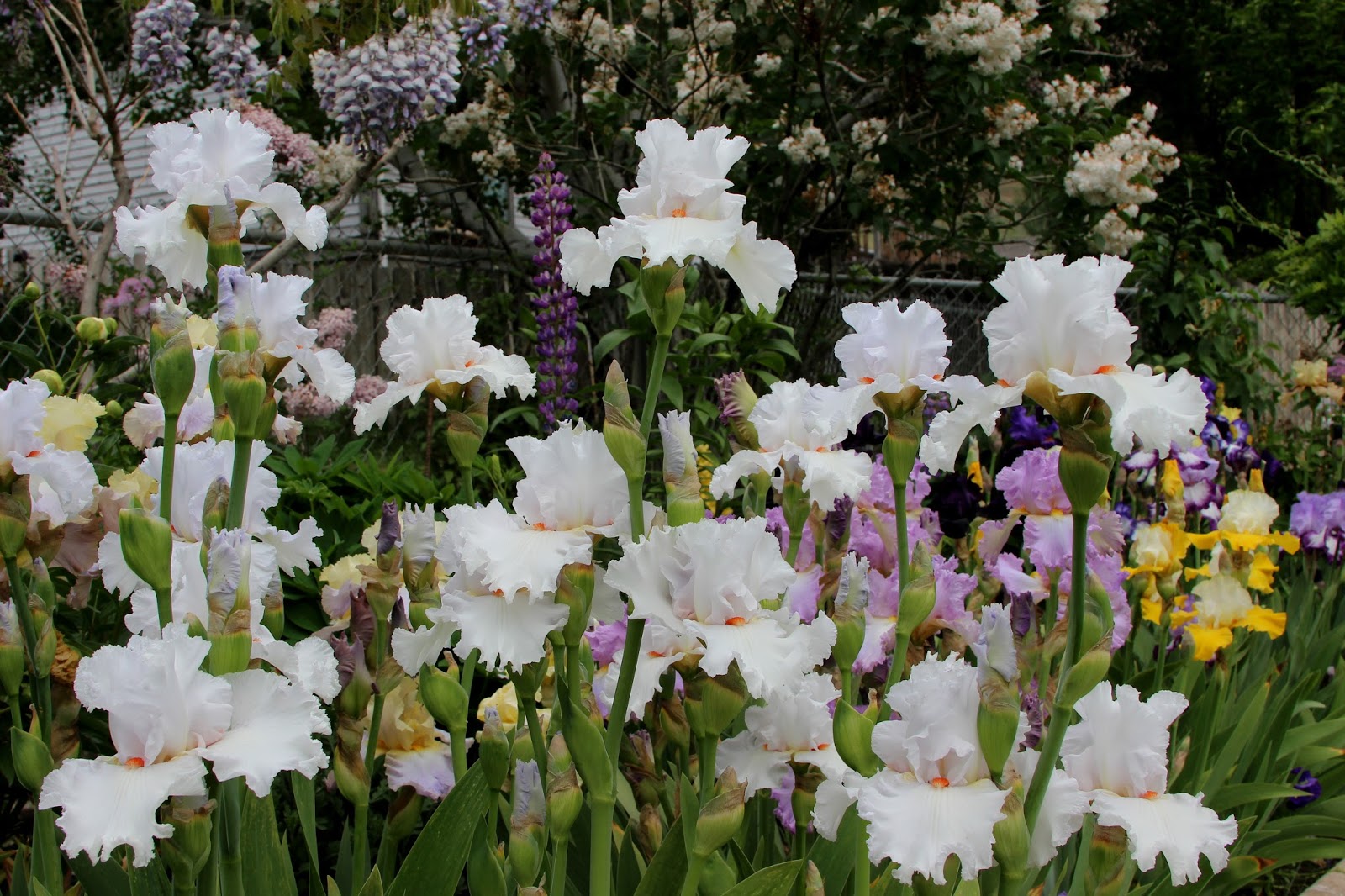 World of Irises "Talking Irises" WHITE TALL BEARDED IRISES "I'm