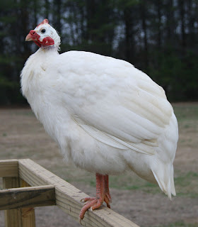 Ayam Mutiara Putih Dewasa Jantan