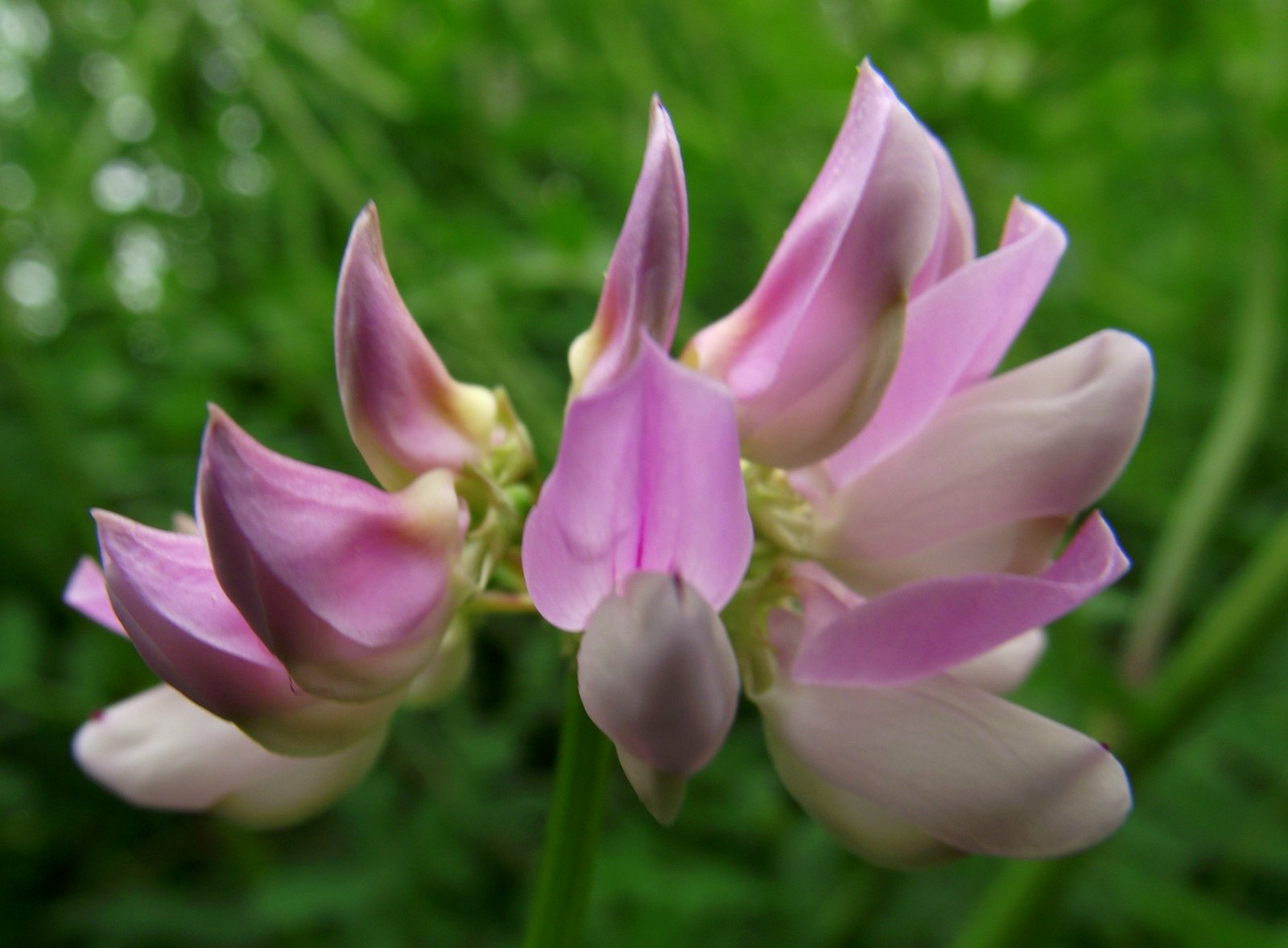 Wild Bee Crown Vetch