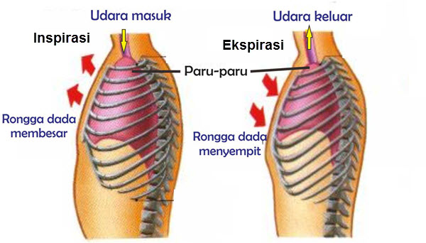 Mekanisme Pernapasan