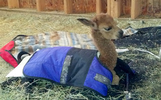 Young Alpaca Leroy wrapped in a blanket.