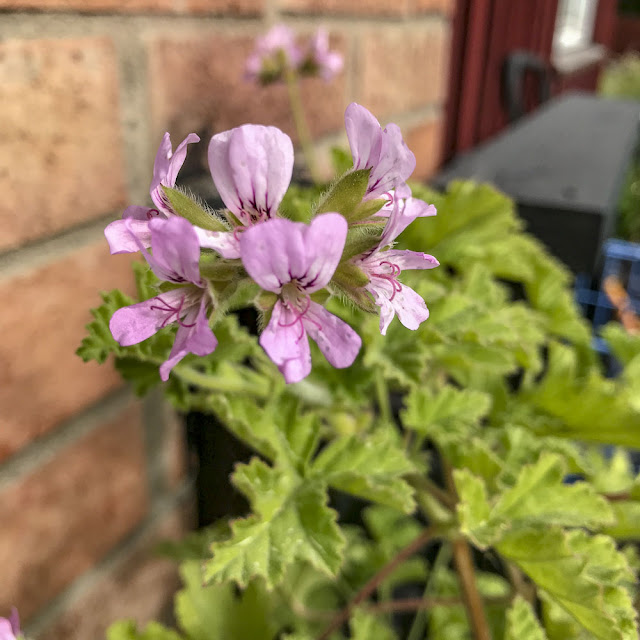 attar of roses attarofroses