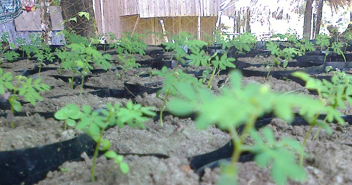 Evergreen Resources Tree Farm: Falcata Seedlings