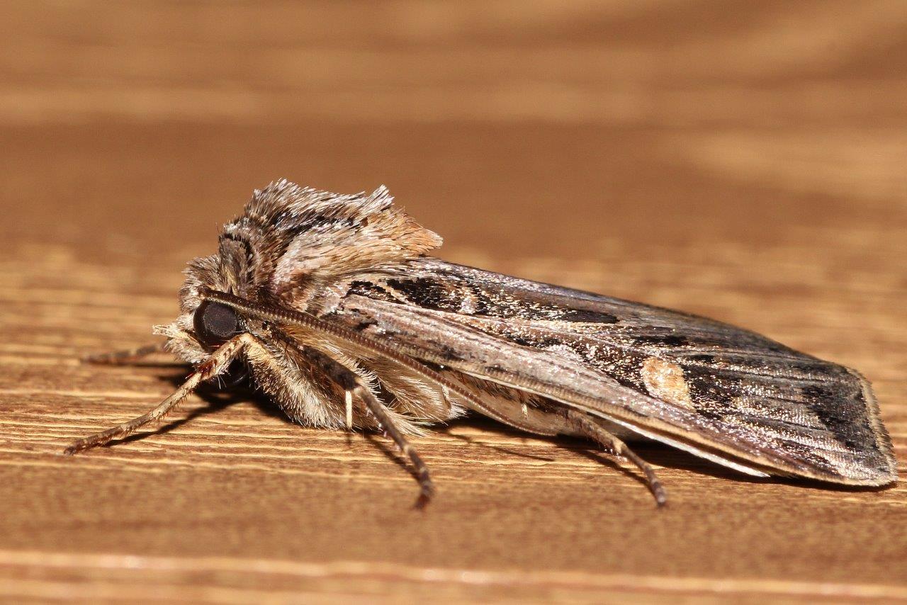 download cut worm moths download cut worm moths