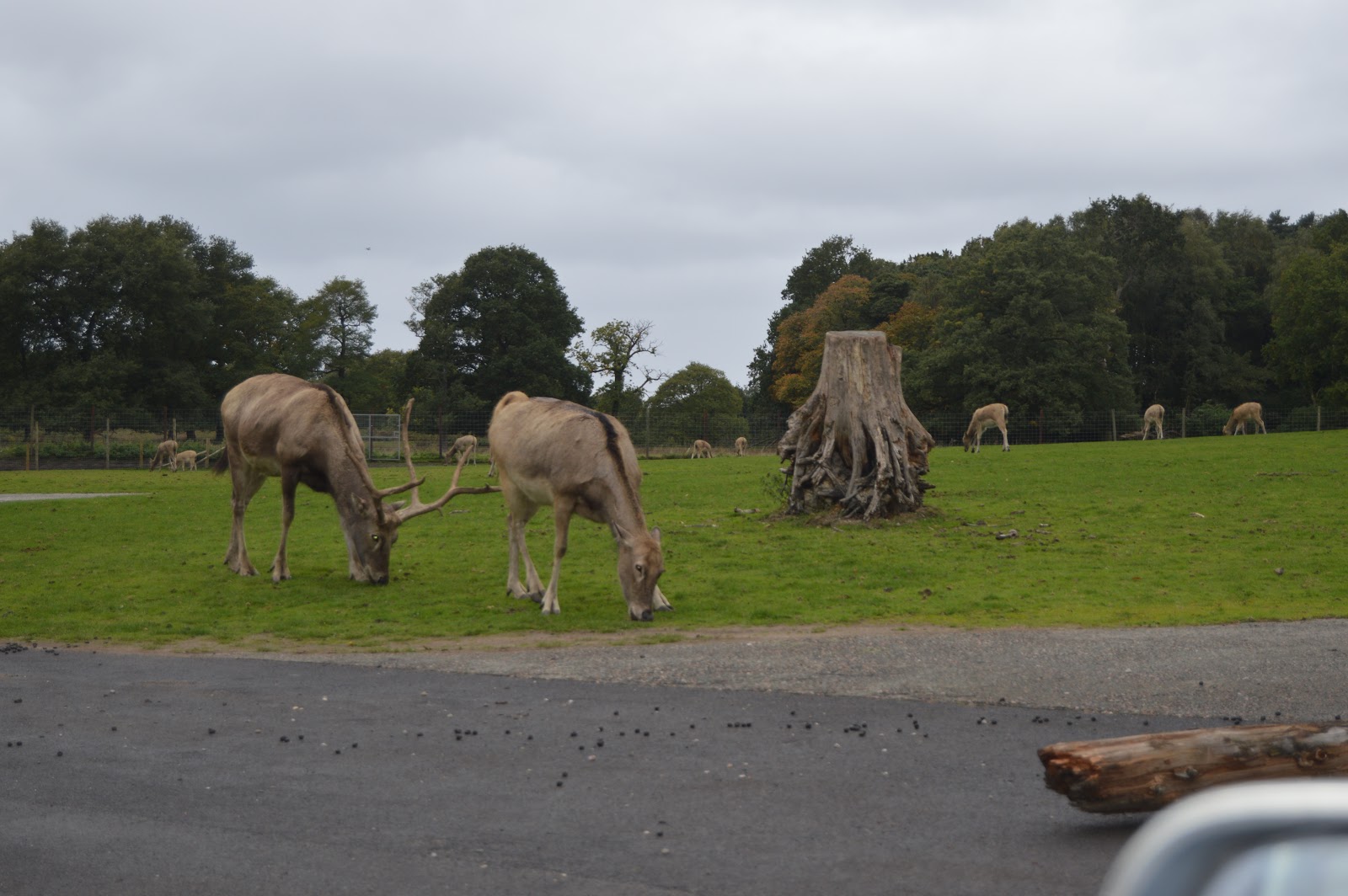 Playdays and Runways Days Out Knowsley Safari Park