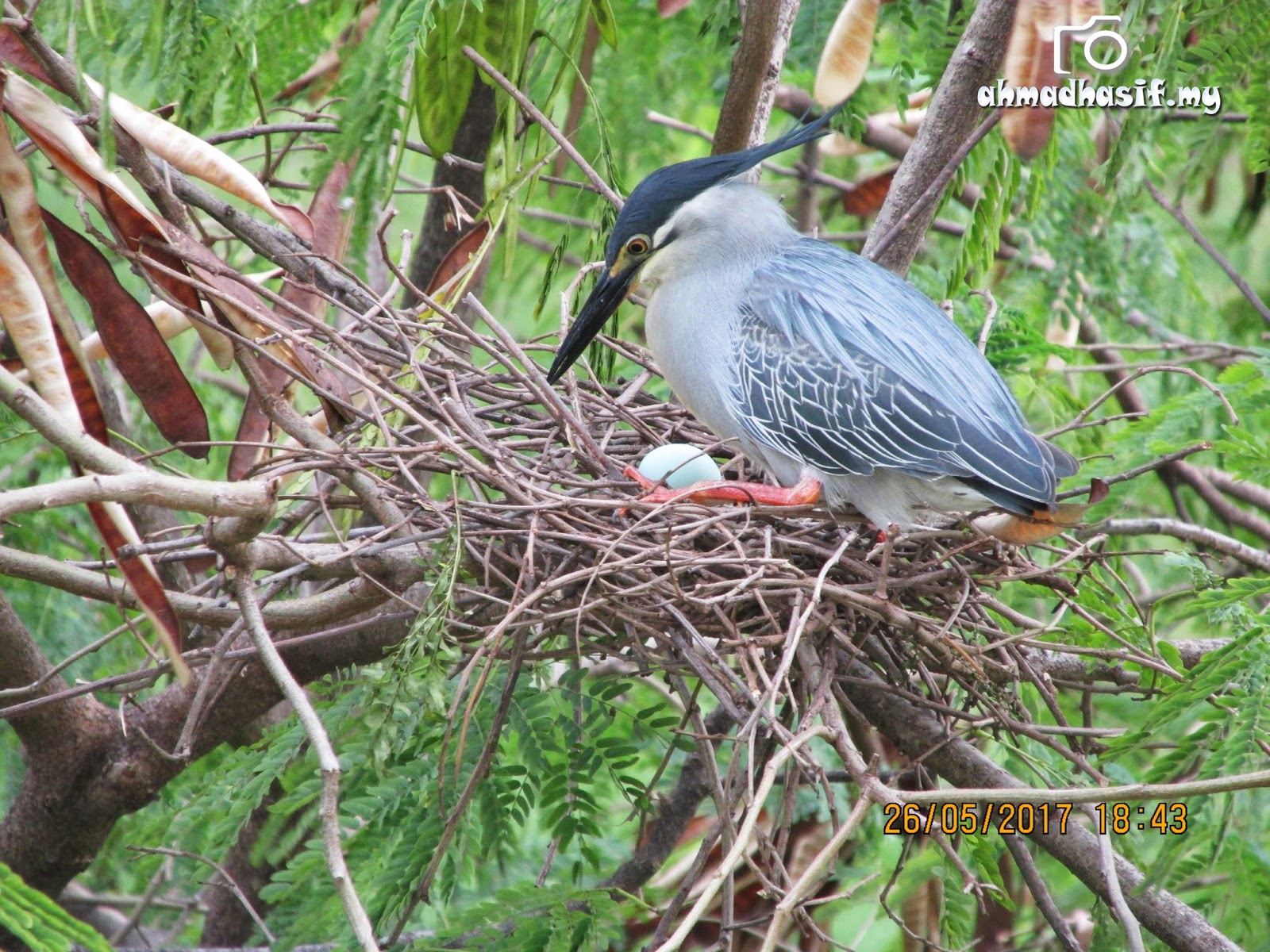 Burung Little Heron Warna Biru Cantik Diatas Pokok