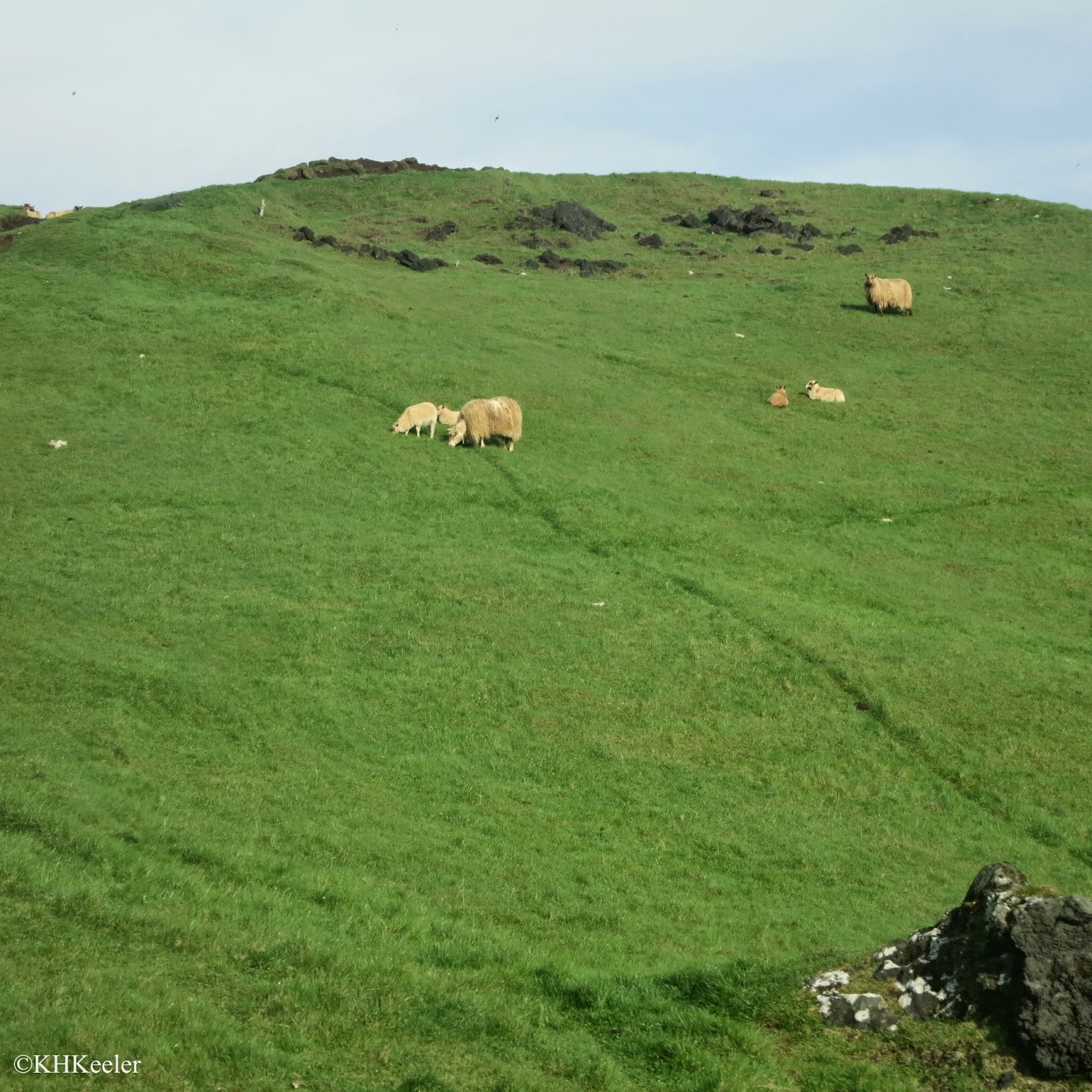 Sheep on Westman Islands Sheep on Westman Islands