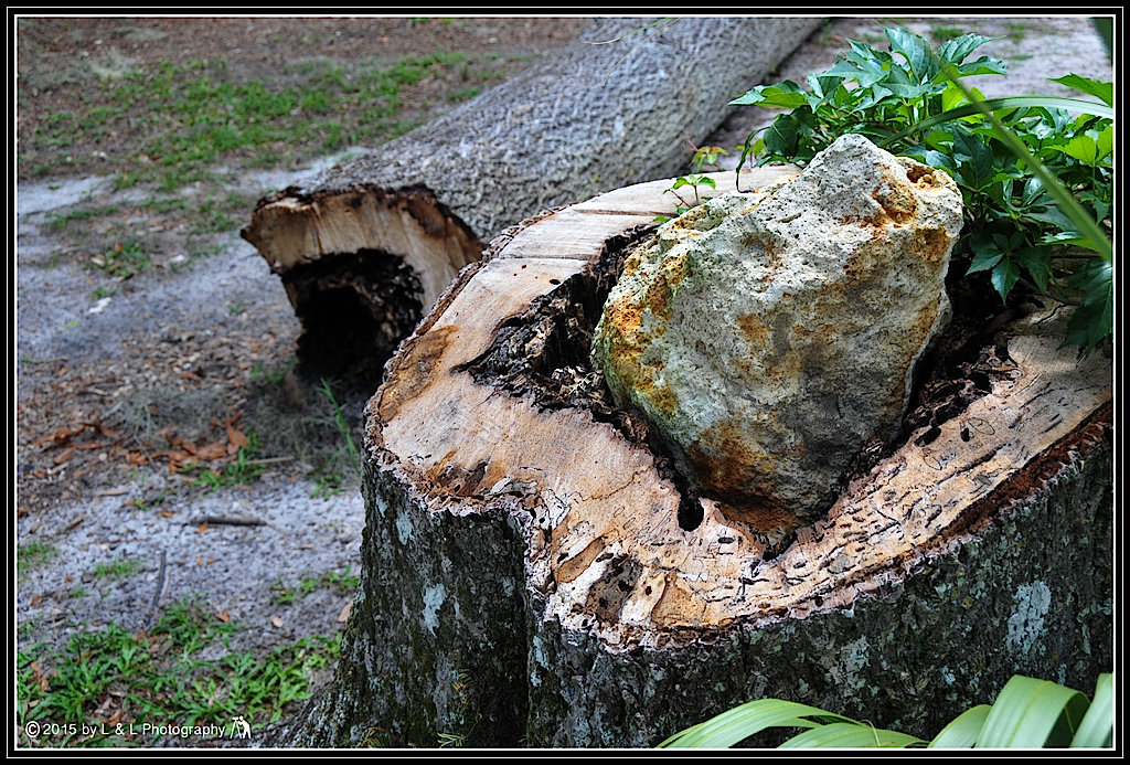 Ocala, Central Florida & Beyond Tree Tumor