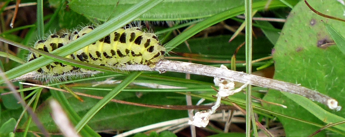 Wild and Wonderful: Butterfly and Moth Larvae... My Photos