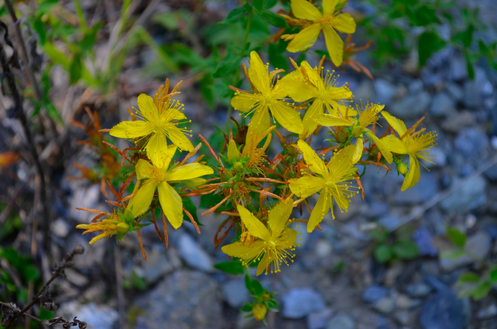 Perforate St John'swort Hypericum perforatum a cure for injuries