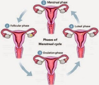 Proses ovarium pada siklus menstruasi - berbagaireviews.com
