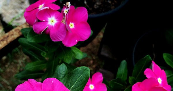 Image result for flores plantas BUENASTARDES (Catharanthus roseus L.) APOCYNACEAE.