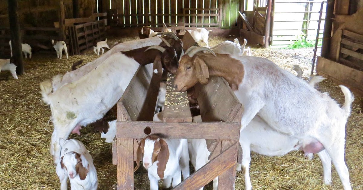 Кормление козы в домашних условиях. Можно ли кормить козу. Чем кормить козлят. Можно ли кормить козу. Корма для овец и коз.