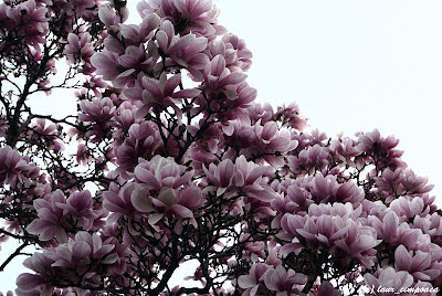 Magnolie Magnolia-soulangiana Tulpen-Magnolie Liliomfa beverboom