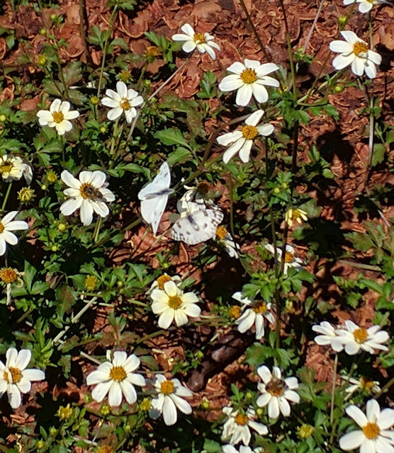 White moths mating at Dallas Arboretum