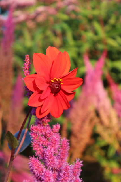 Dahlia 'Bishop of Llandalf' and persicaria