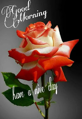 good morning good morning