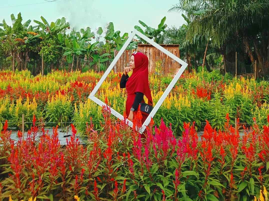  Taman  Bunga  Celosia  Binjai  Wisata Asik untuk Selfie 