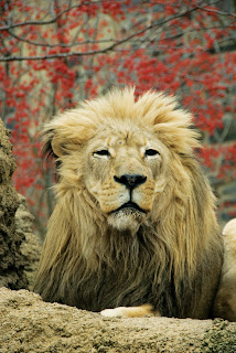 Male African Lions With Impressive Fringe Of Long Hair