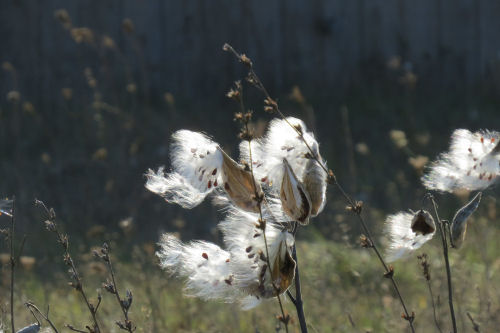 milkweed seeds