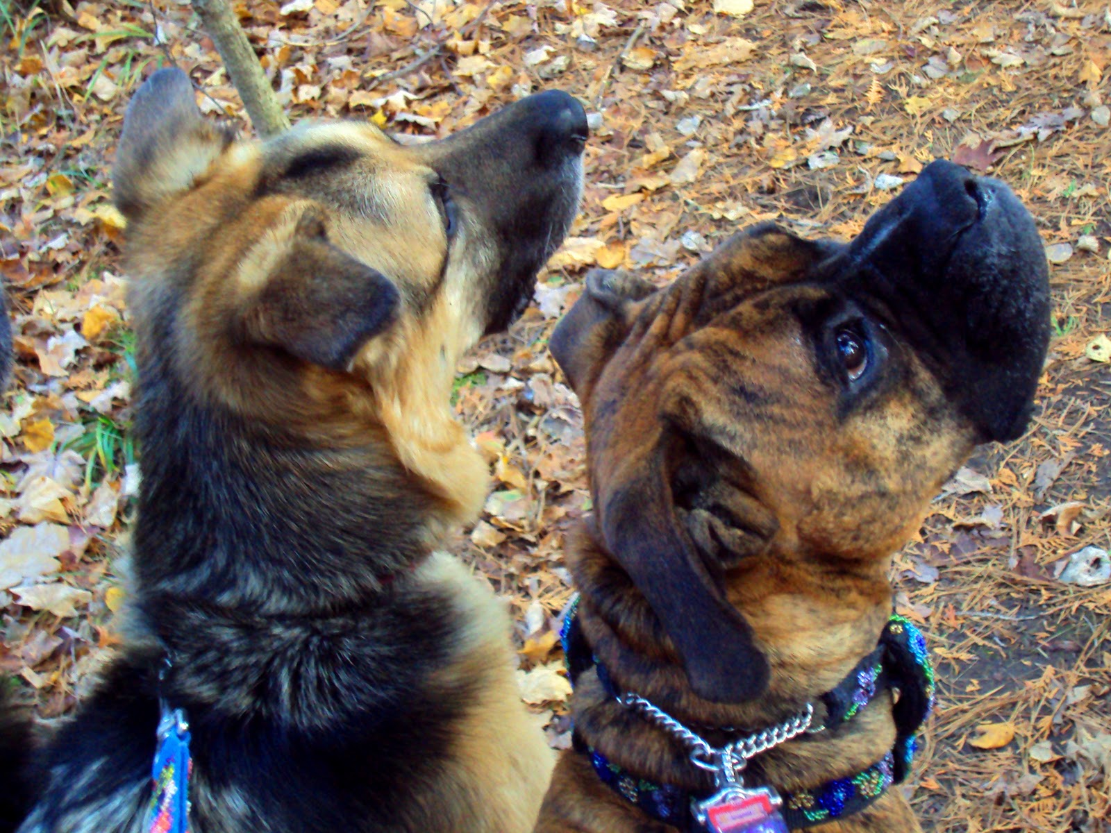 Ottawa Valley Dog Whisperer dog behavior respect