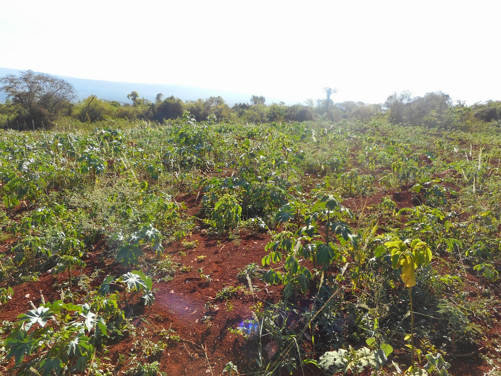 Minería reforesta área de extracción de bauxita en Pedernales; siembra 70 mil especie endémicas.