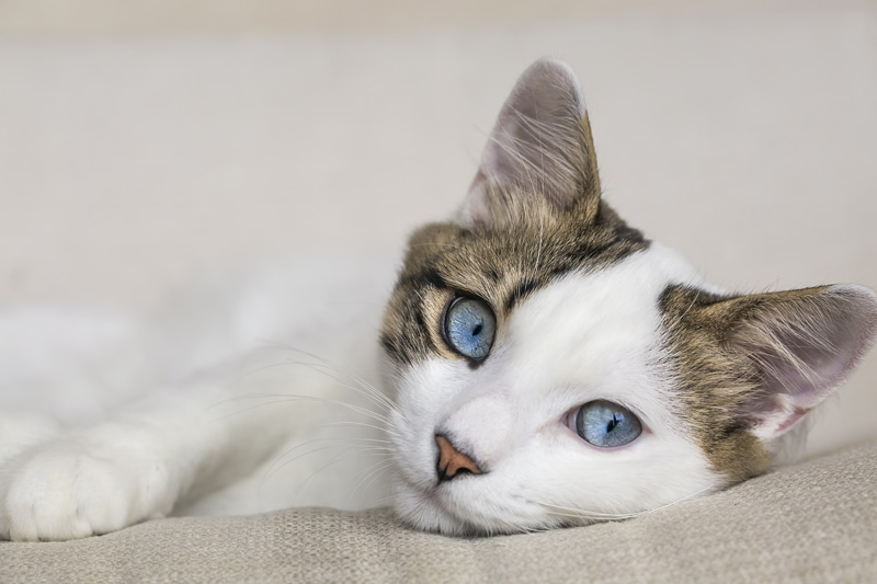 How To Train Your Cat In 5 Easy Steps (Written by an Animal Behaviorist) -  All About Cats