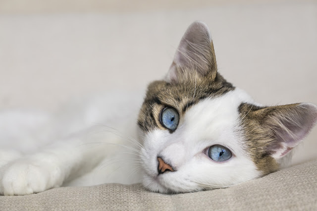 The best way to train domestic cats is with food How to train cats, like this beautiful white cat with blue eyes