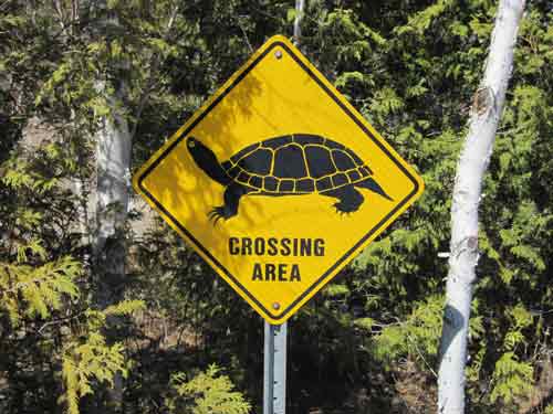 Turtle Crossing Area