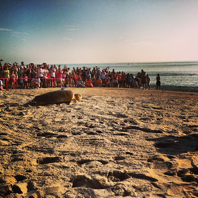 Disney Vero Beach Tour de Turtles