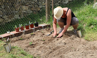 Our veg gets transferred into the garden Our veg gets transferred into the garden
