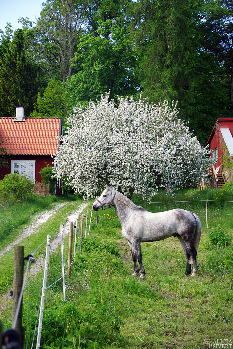 Vandra längsmed Roslagsleden, foto av Alicia Sivertsson.