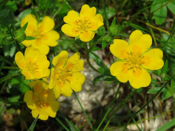 Pięciornik alpejski (Potentilla crantzii (Crantz) Beck ex Fritsch) pieciornik