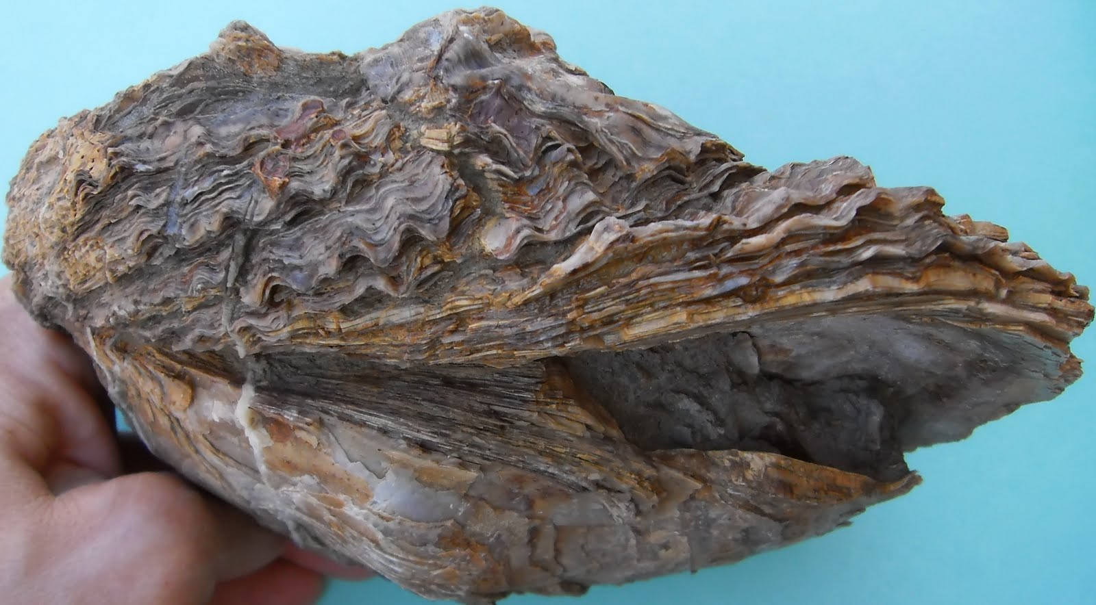 Fossil corals Fossil Corals What a day!