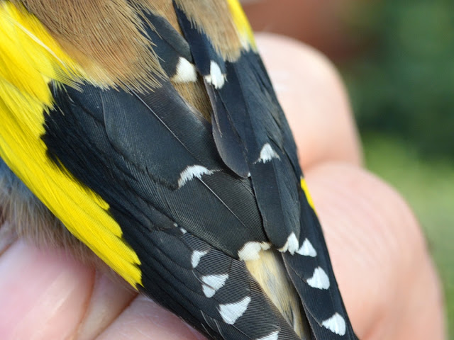 S785534 Goldfinch, © P J Alker