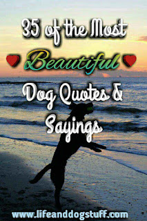 35 of the Most Beautiful Dog Quotes and Sayings. 35 of the Most Beautiful Dog Quotes and Sayings.