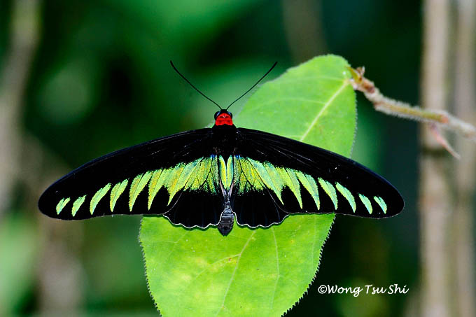 My Wild Butterfly and Moth of Borneo