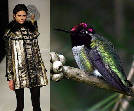 Breeze Me: Nature Inspired Fashion - The Birds of Paradise