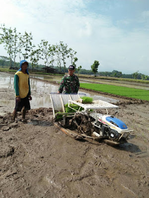 BABINSA KEL. PLUMBUNGAN TURUN SAWAH PANTAU PETANI TANAM PADI