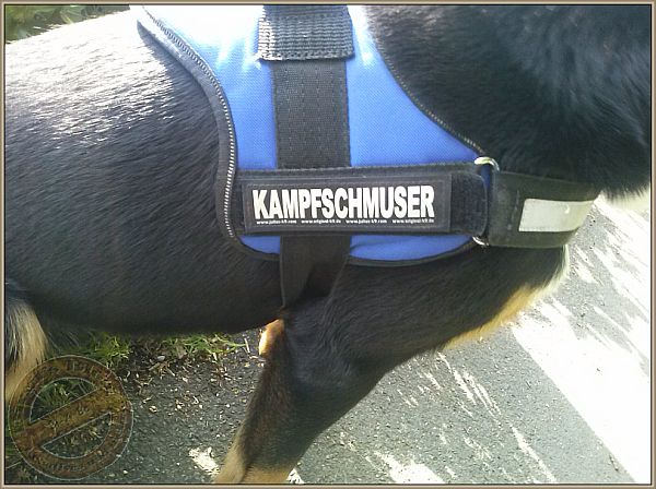 Appenzeller Sennenhund Bo