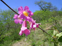 Flor do mucambinho da caatinga