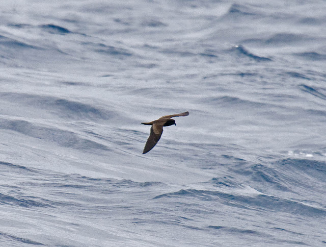 Black Storm-Petrel Black Storm-Petrel