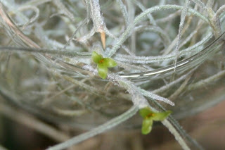 tillandsia usneoides flor